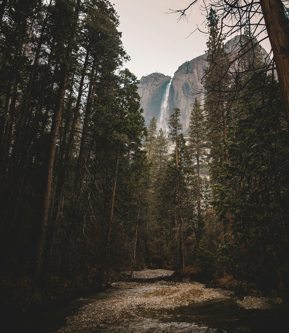 water fall behind forest