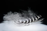 A delicate black and white photo of a single feather floating against a white background