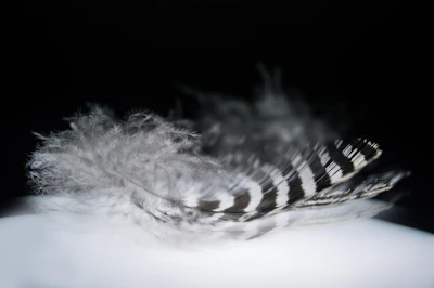 A delicate black and white photo of a single feather floating against a white background