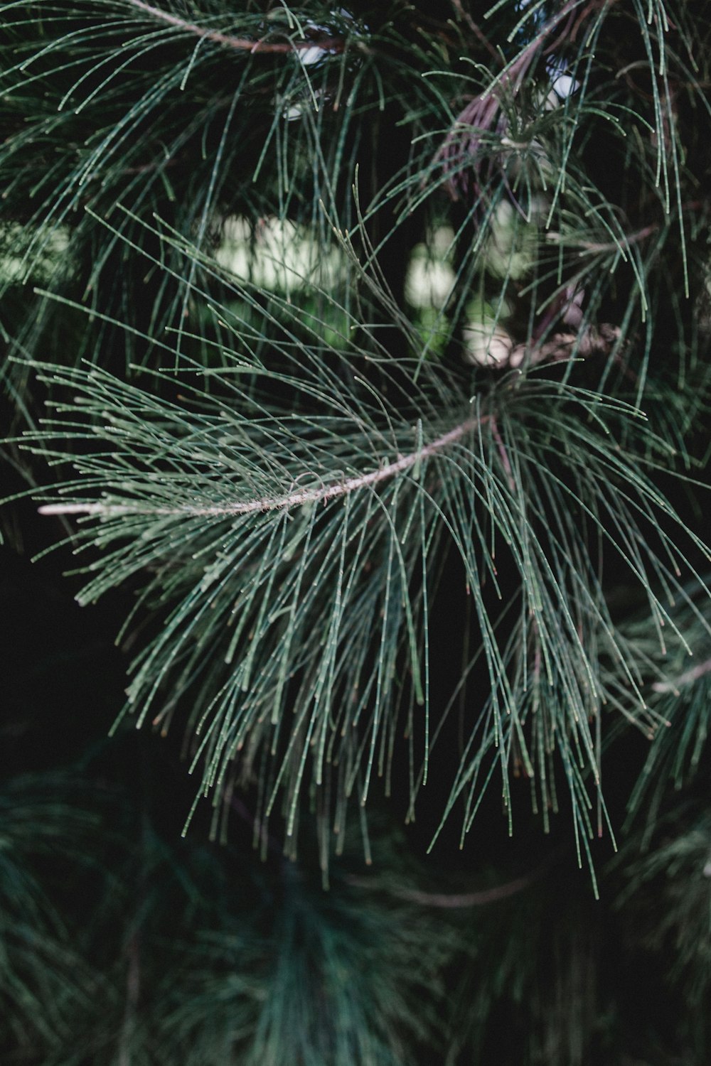 green leaf plant