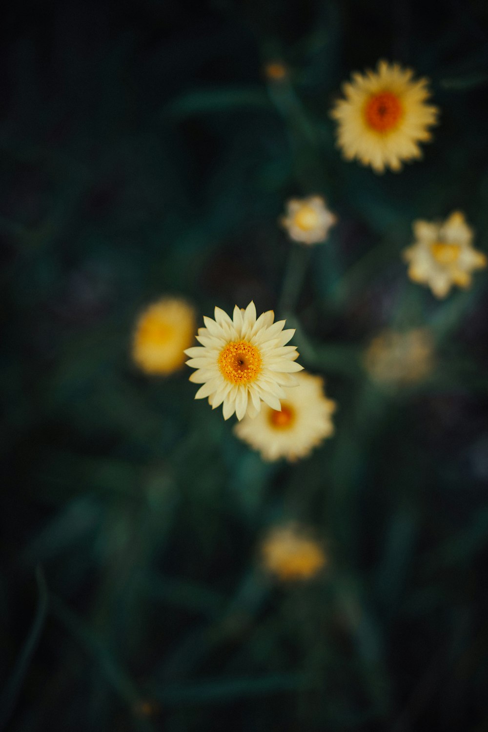 Photographie en gros plan de fleur de marguerite jaune