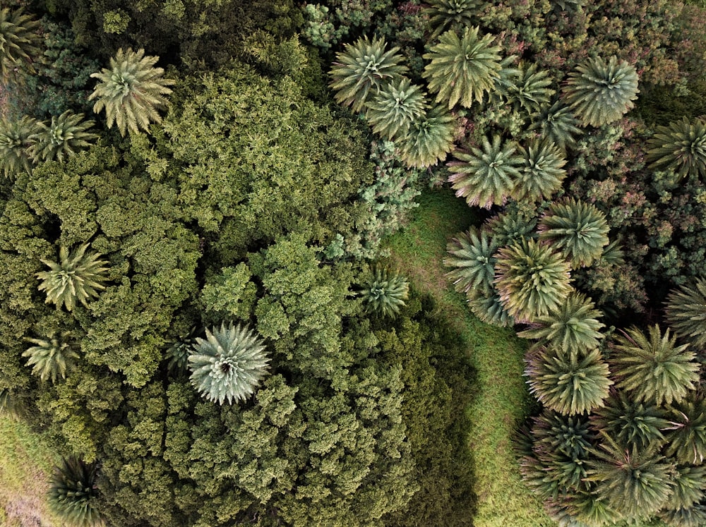 top-view photography of green trees