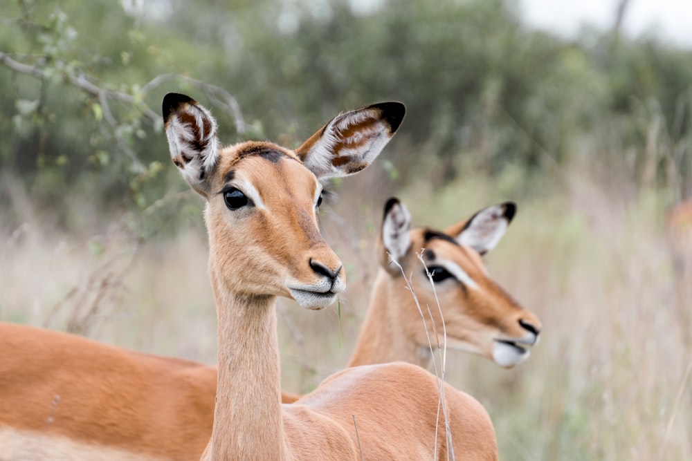 selective focus photo of two brown animals