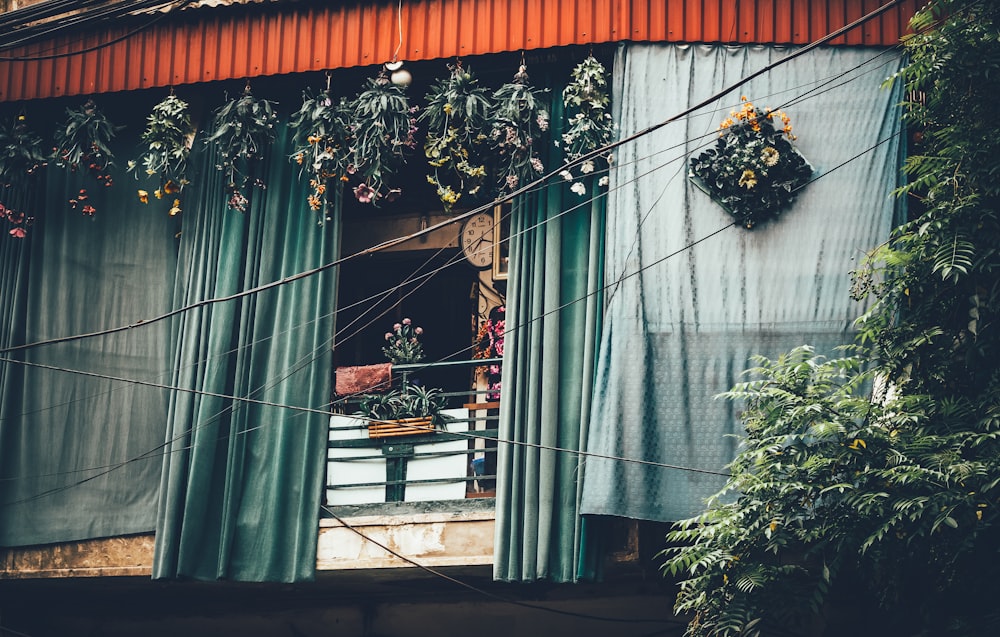 assorted plants outside house with green curtains