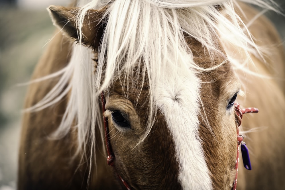 brown and white horse photo