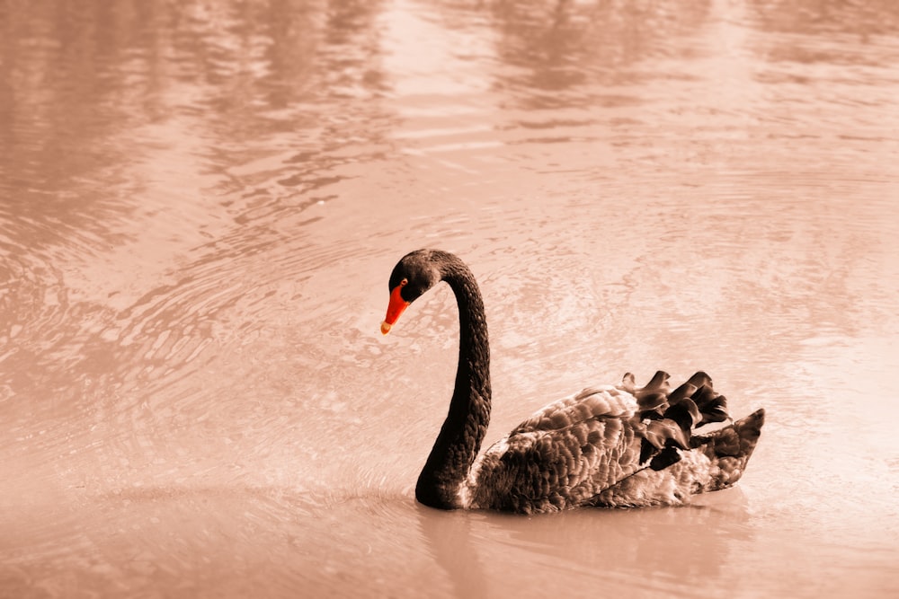 swan on body of water during golden hour