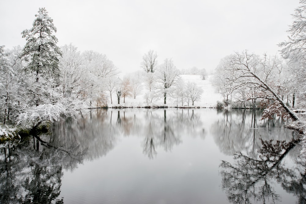 body of water surrounded by trees