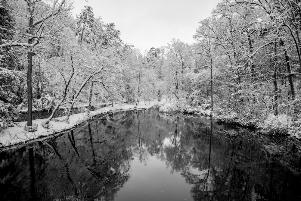 grayscale photography of body of water between trees