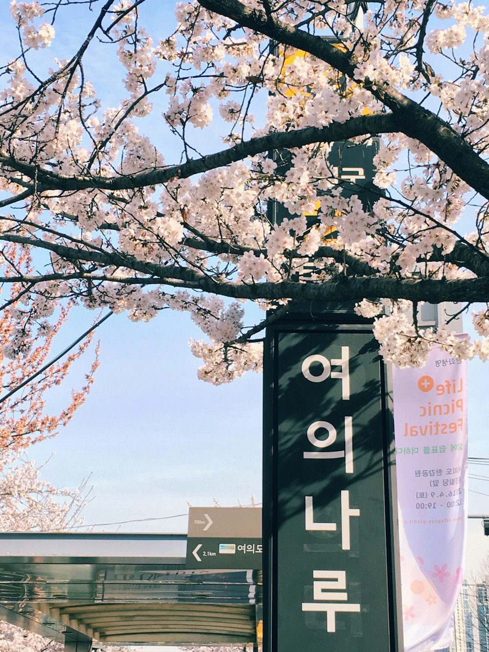 grünes Schuppenschild mit Hangul-Text tagsüber neben Baum mit hellrosa Blüten tagsüber