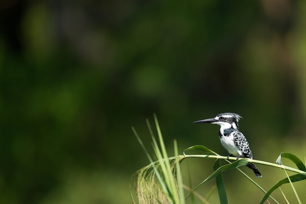 Fotografía de enfoque superficial de pájaro carpintero blanco y negro posado en el tallo de la hierba