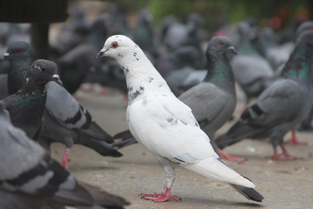 Selektive Fokusfotografie von weißen und schwarzen Tauben