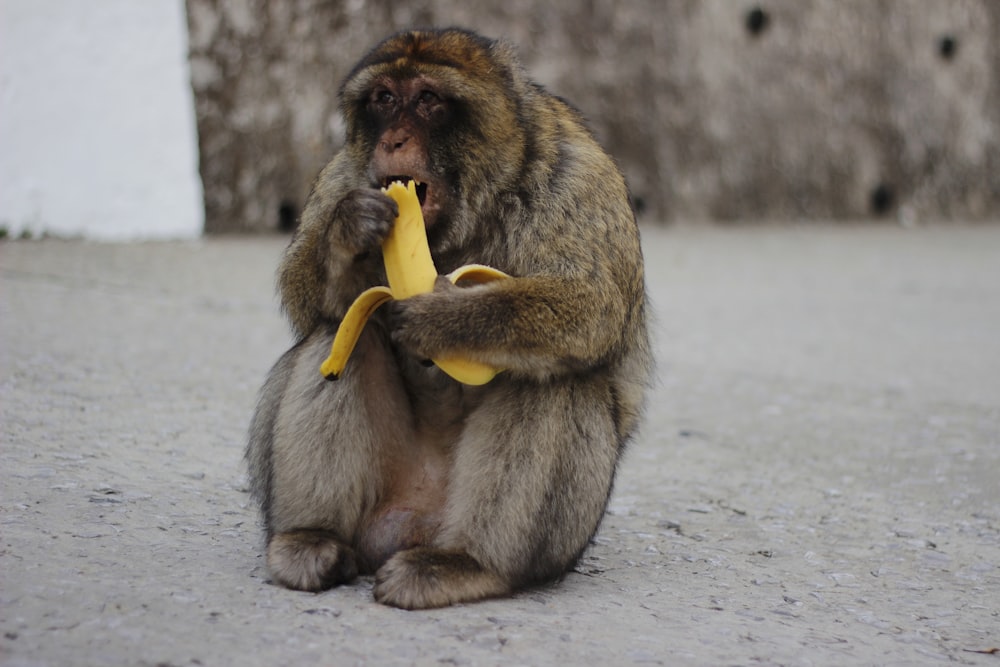 monkey eating banana sitting on floor