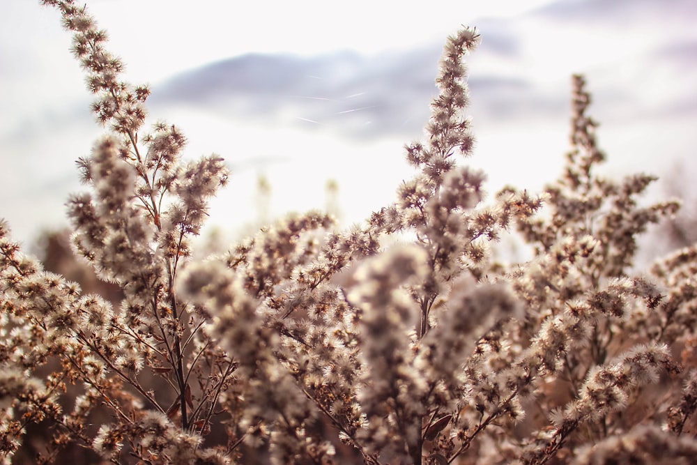 closeup photography of brown and white flower