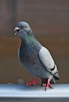 grey pigeon on grey metal rod
