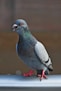 grey pigeon on grey metal rod