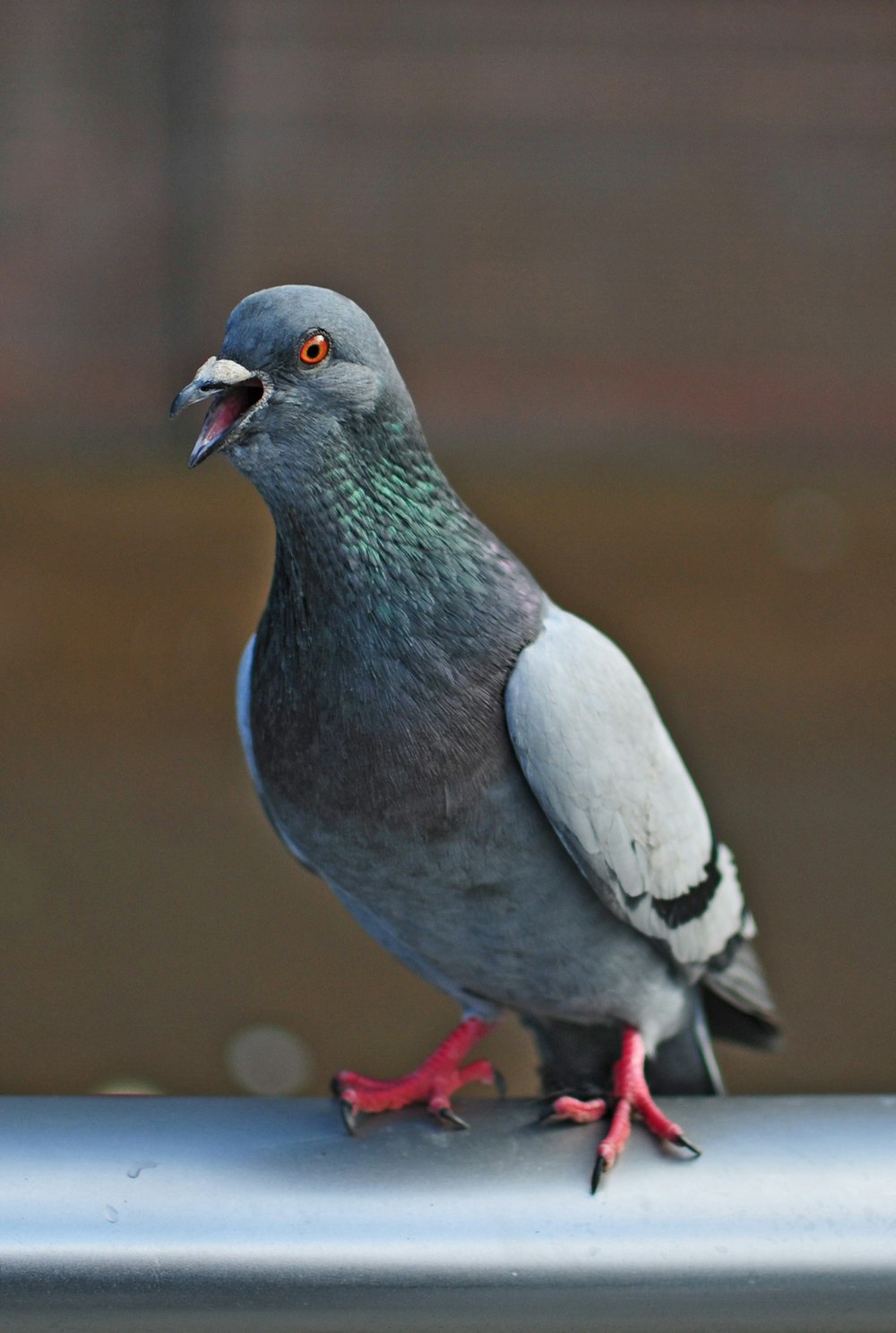 Pigeon gris sur tige en métal gris