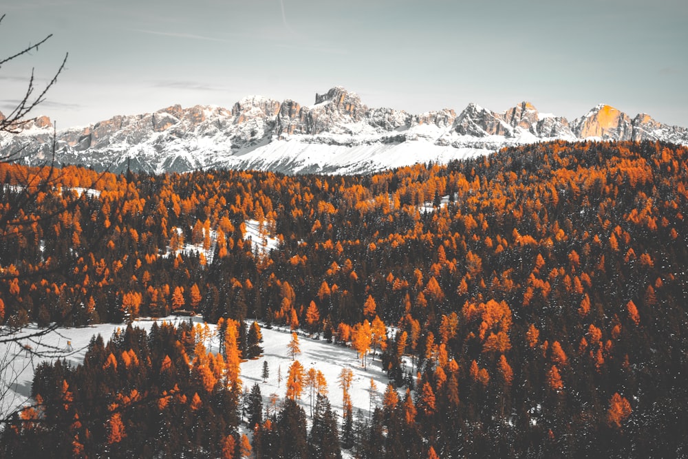 alberi a foglia marrone e verde sul campo