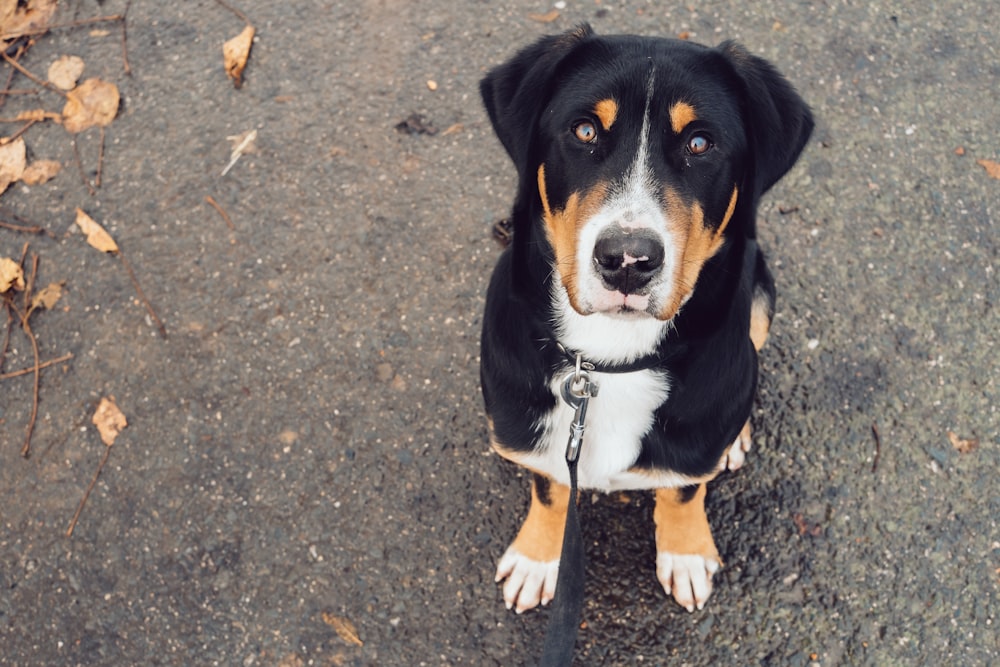 cão branco, preto e marrom sentado em solo cinza olhando para cima