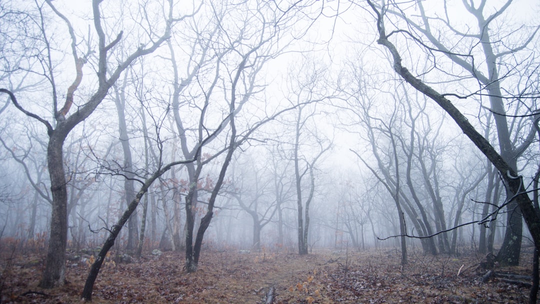 bare forest during foggy day