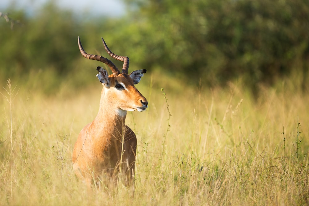 brown gazelle on grass field