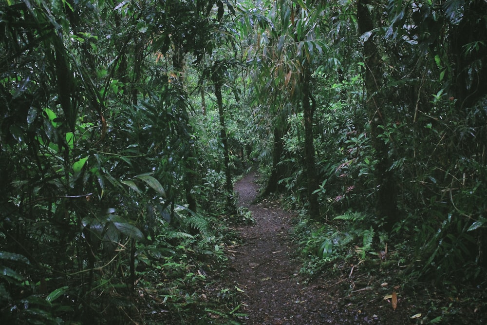 sentiero circondato da piante e alberi verdi