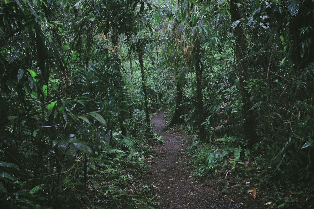 caminho cercado de plantas verdes e árvores