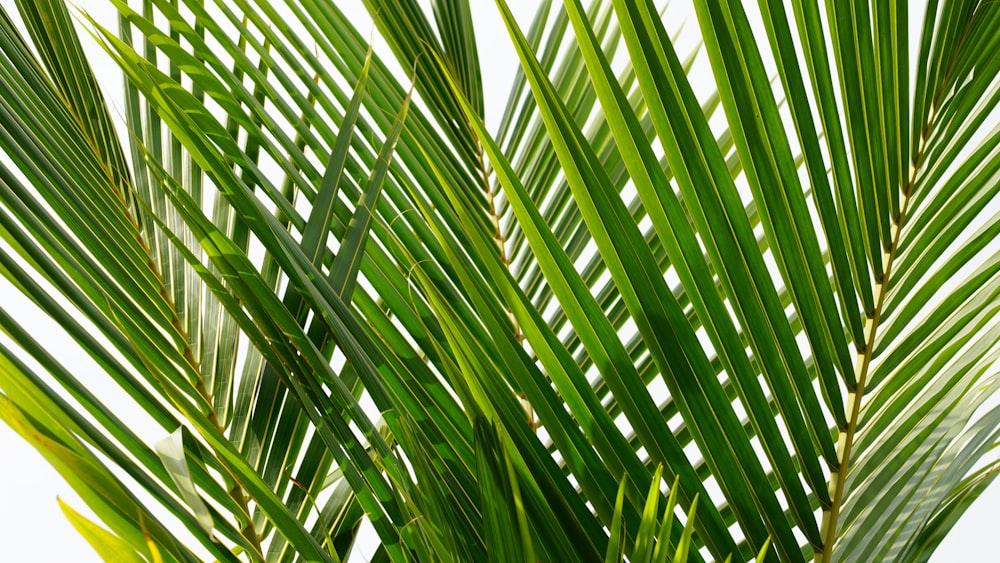 coconut leaves