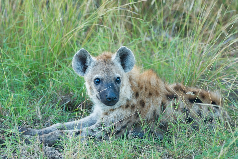 brown and black hyena lying on green grass at daytime