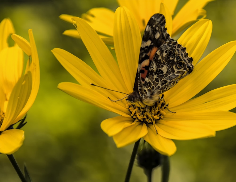 Mariposa pintada de la dama en flor amarilla