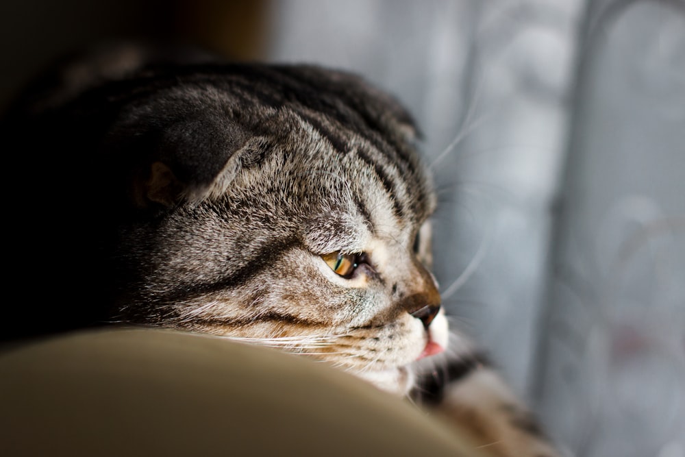 gato atigrado negro y gris de pelaje corto