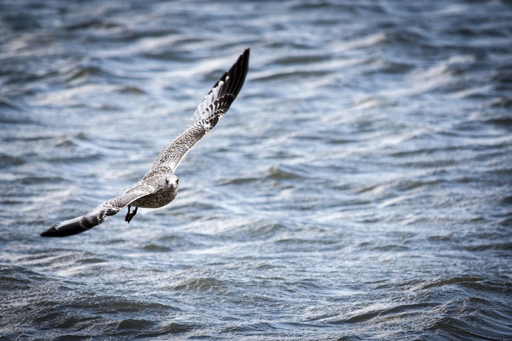 gray and black bird flying over body of water during daytime