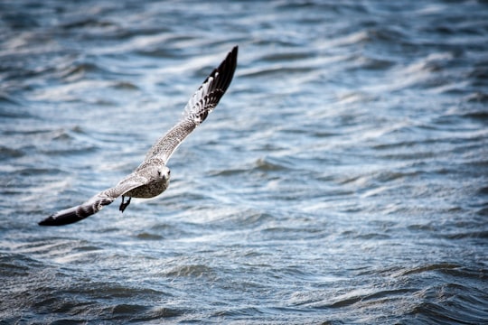 gray and black bird flying over body of water during daytime in Quebec Canada