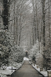 pathway between bare trees at daytime photo