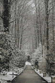 pathway between bare trees at daytime photo