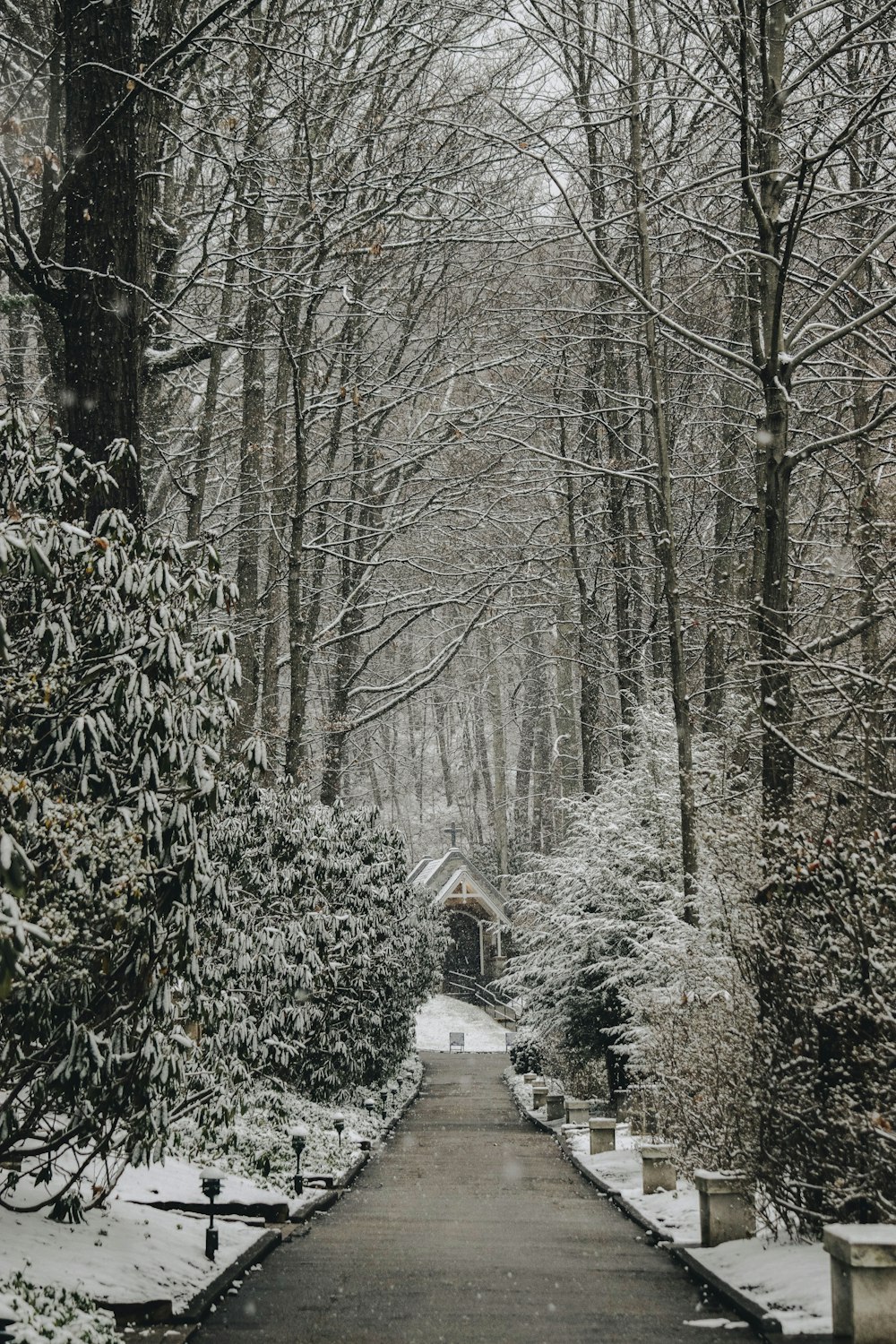 pathway between bare trees at daytime photo