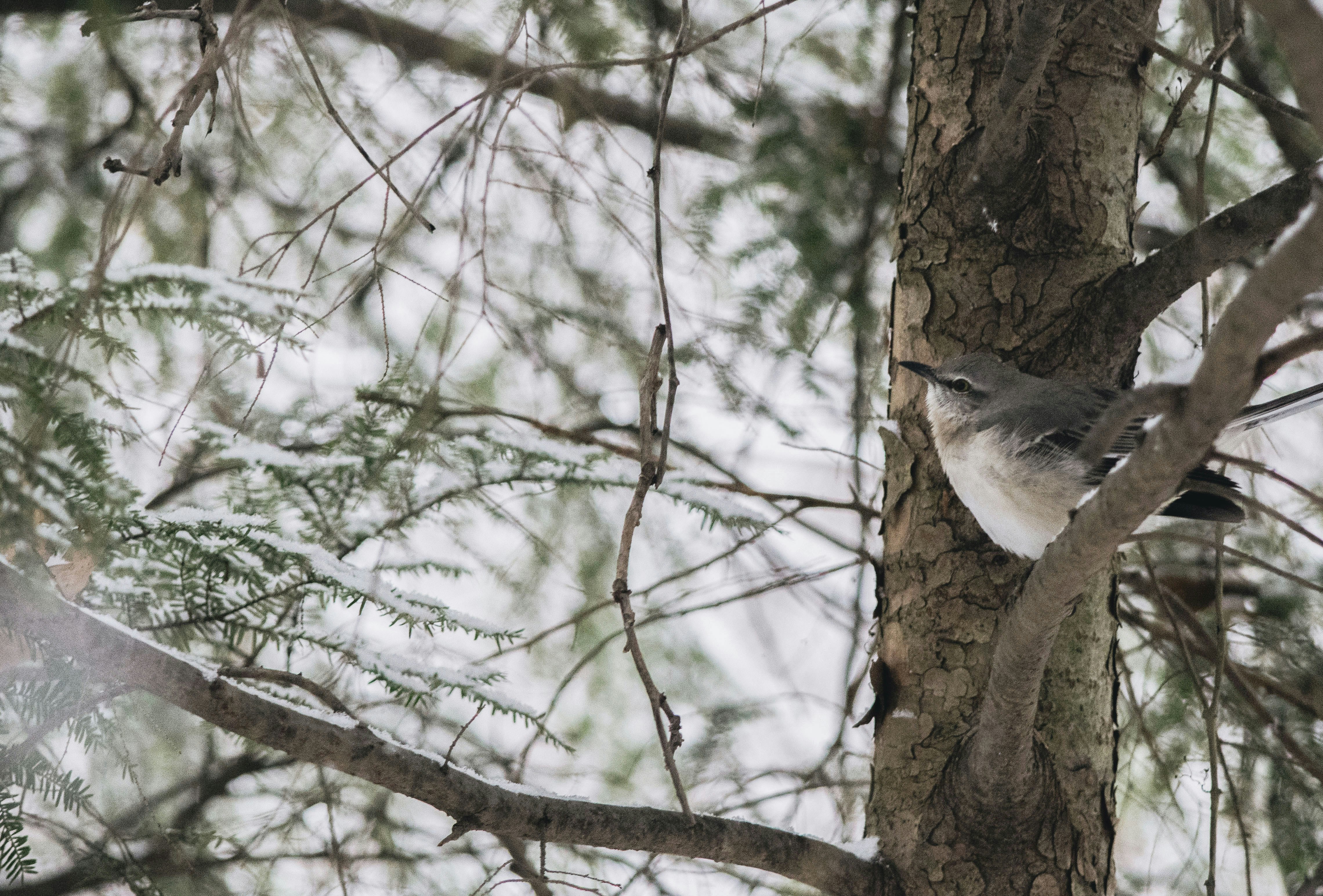 pájaro marrón en el árbol durante el día