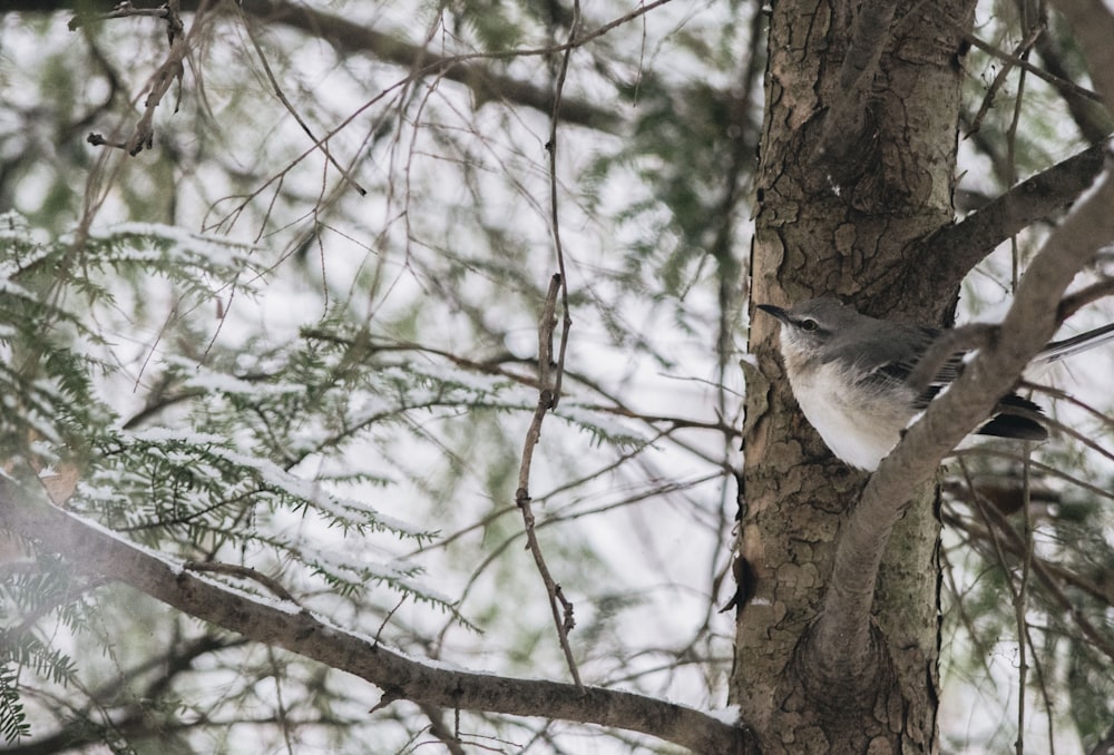 brown bird on tree during daytime