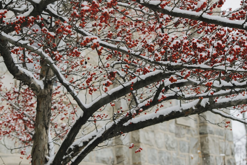 red tree in shallow focus photography