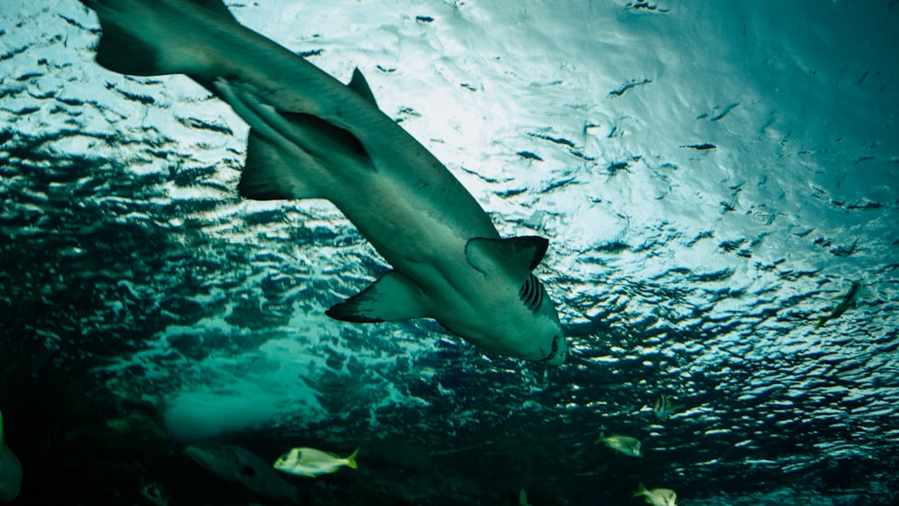 tubarão nadando no corpo da água