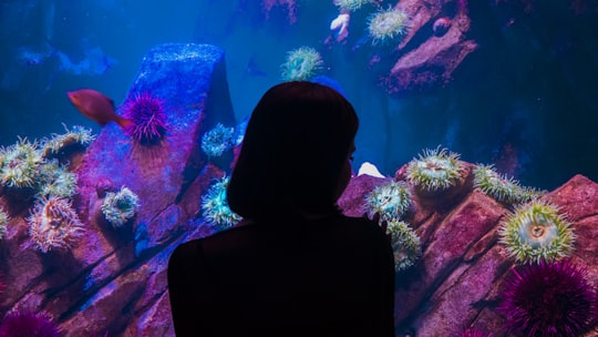 woman near aquarium shadow photography in Ripley's Aquarium of Canada Canada