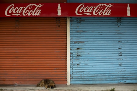tan dog lying near red and blue metal door shutters