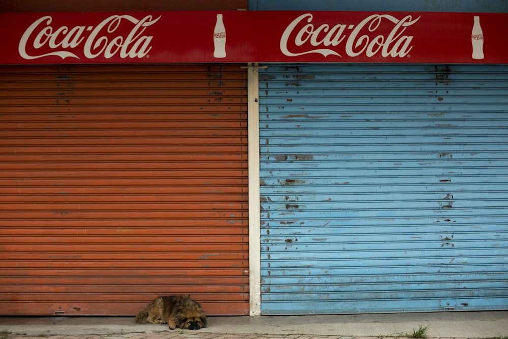 tan dog lying near red and blue metal door shutters