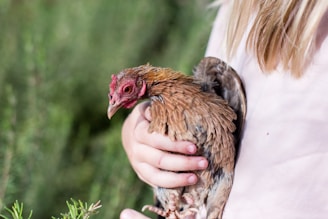 A person with light-colored hair holds a small brown chicken gently with both hands. The chicken's feathers are ruffled and its red comb is prominent. The background is a soft-focus green, suggesting an outdoor setting.