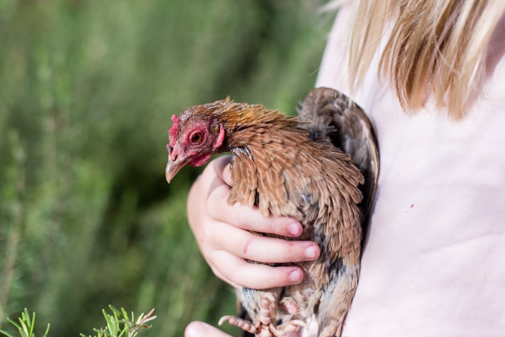 A friendly farmer holding a chicken in a sunny outdoor setting.