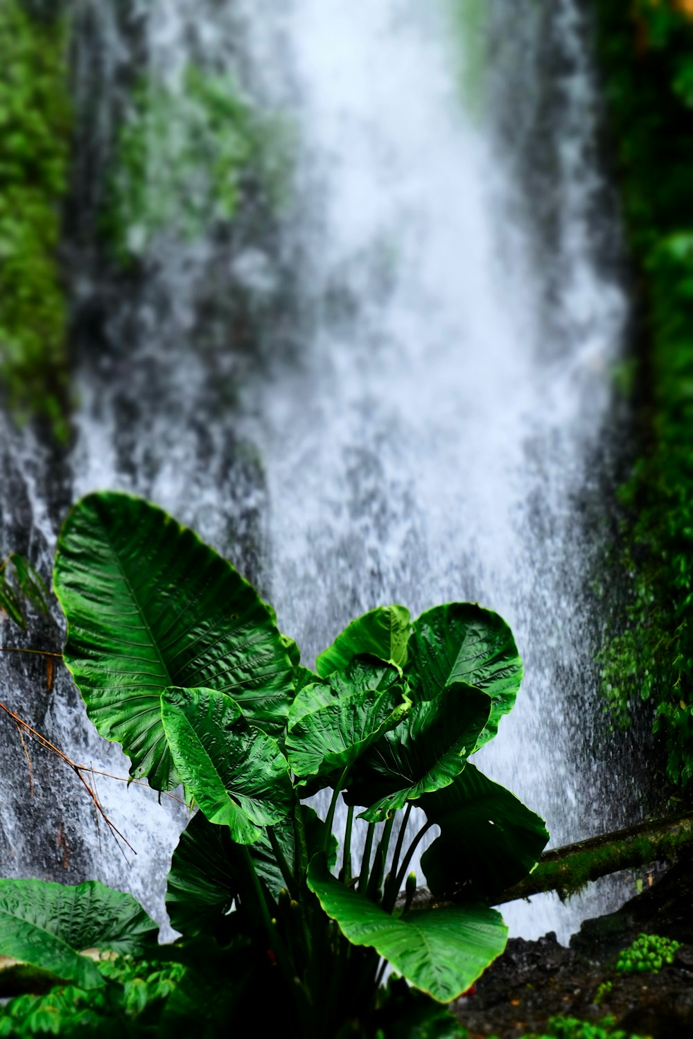 green elephant ear plant near waterfalls