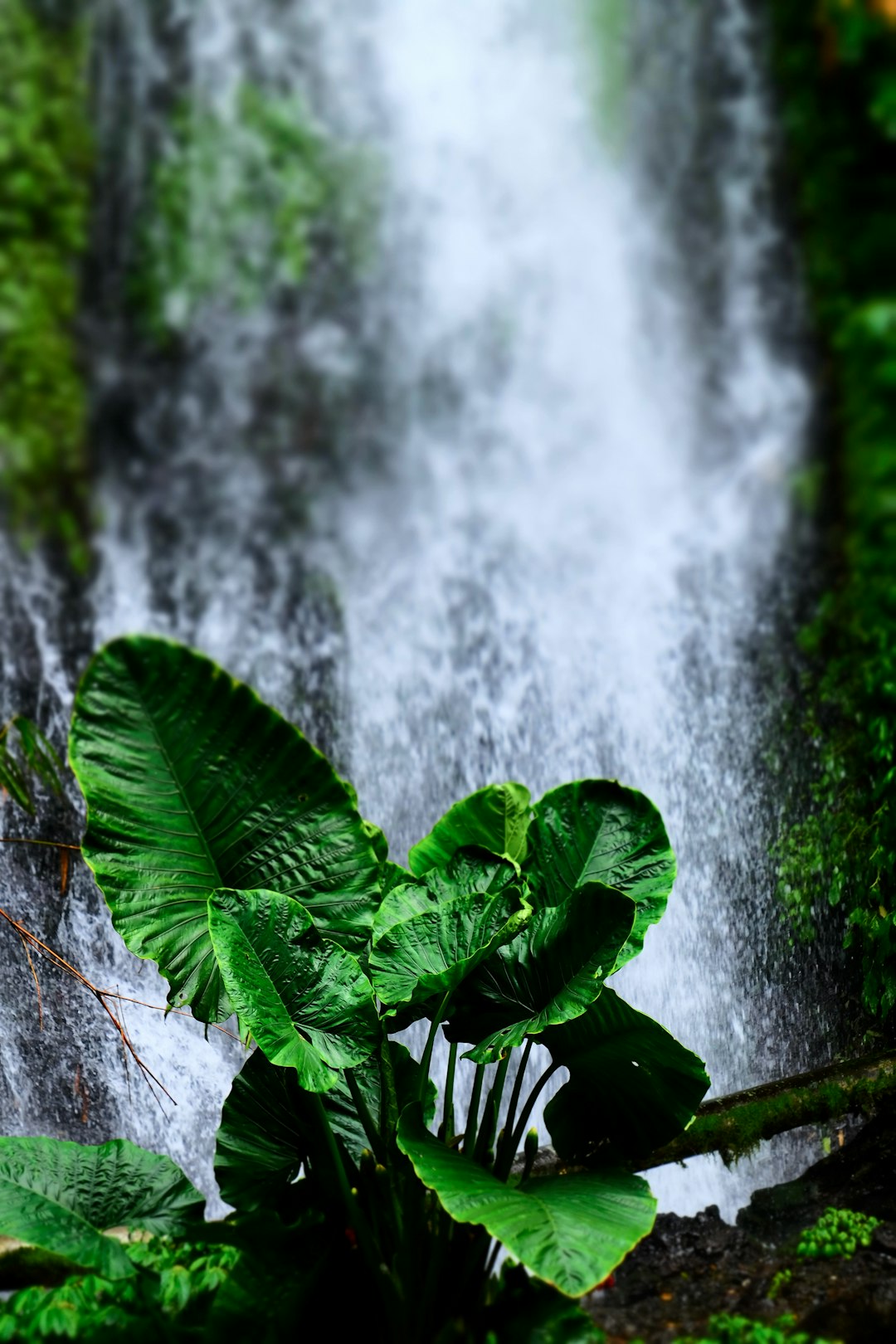 photo of Banyuwangi Waterfall near Tabuhan Island
