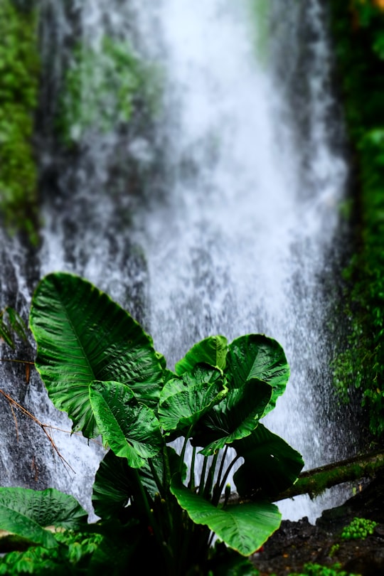 green elephant ear plant near waterfalls in Banyuwangi Indonesia