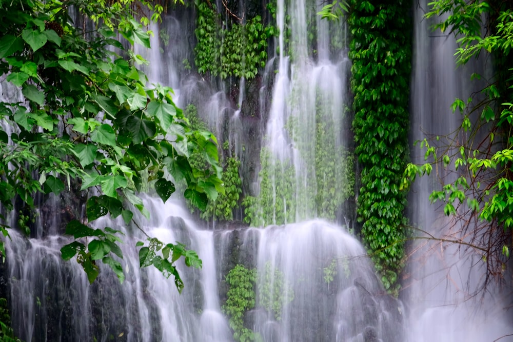 cachoeira cercada por plantas verdes tomadas durante o dia