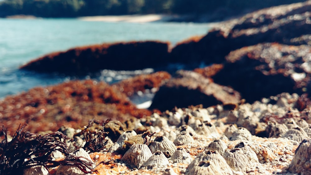 Macrophotographie de bord de mer pendant la journée