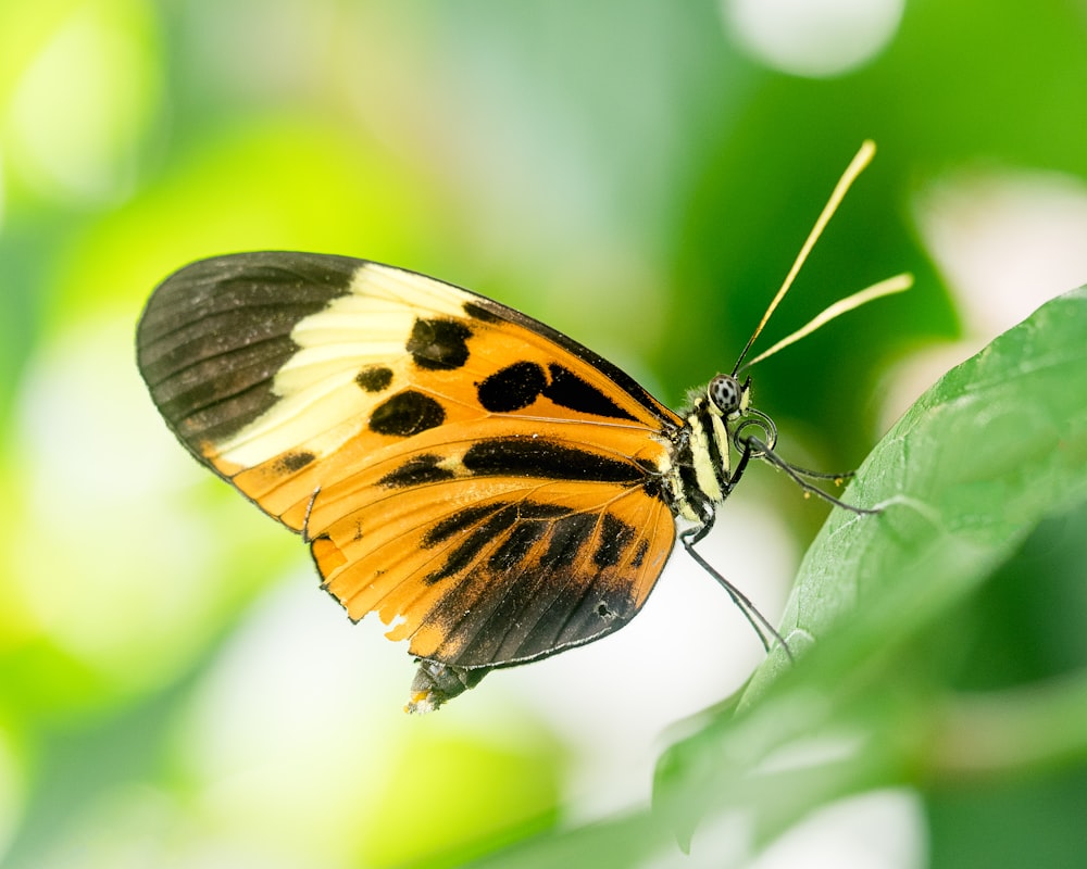 brown and black butterfly perched leaf